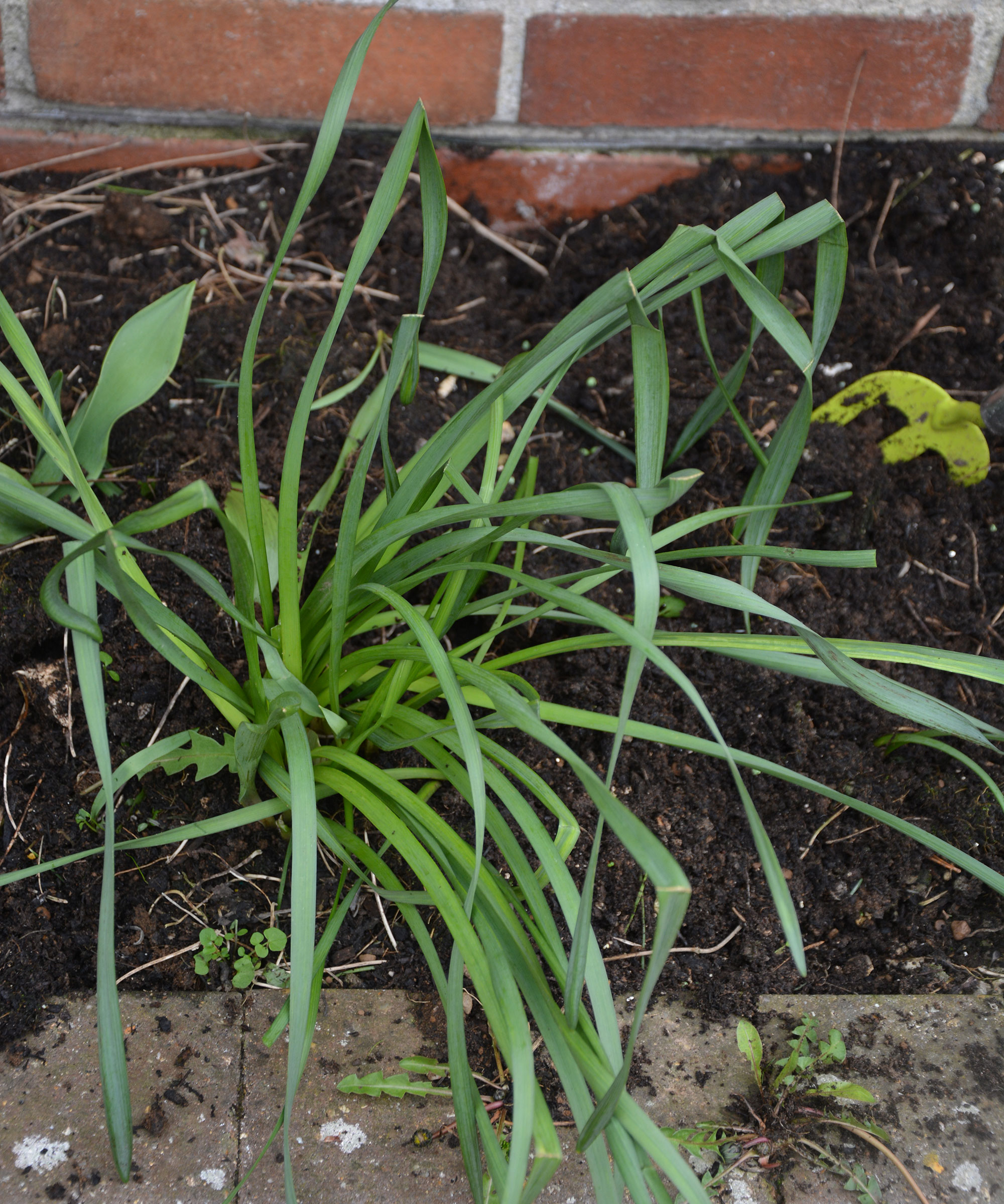 How to deadhead daffodils when and why to do it Gardeningetc