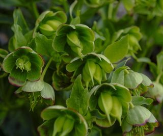 Hellebore flowers with seeds developing