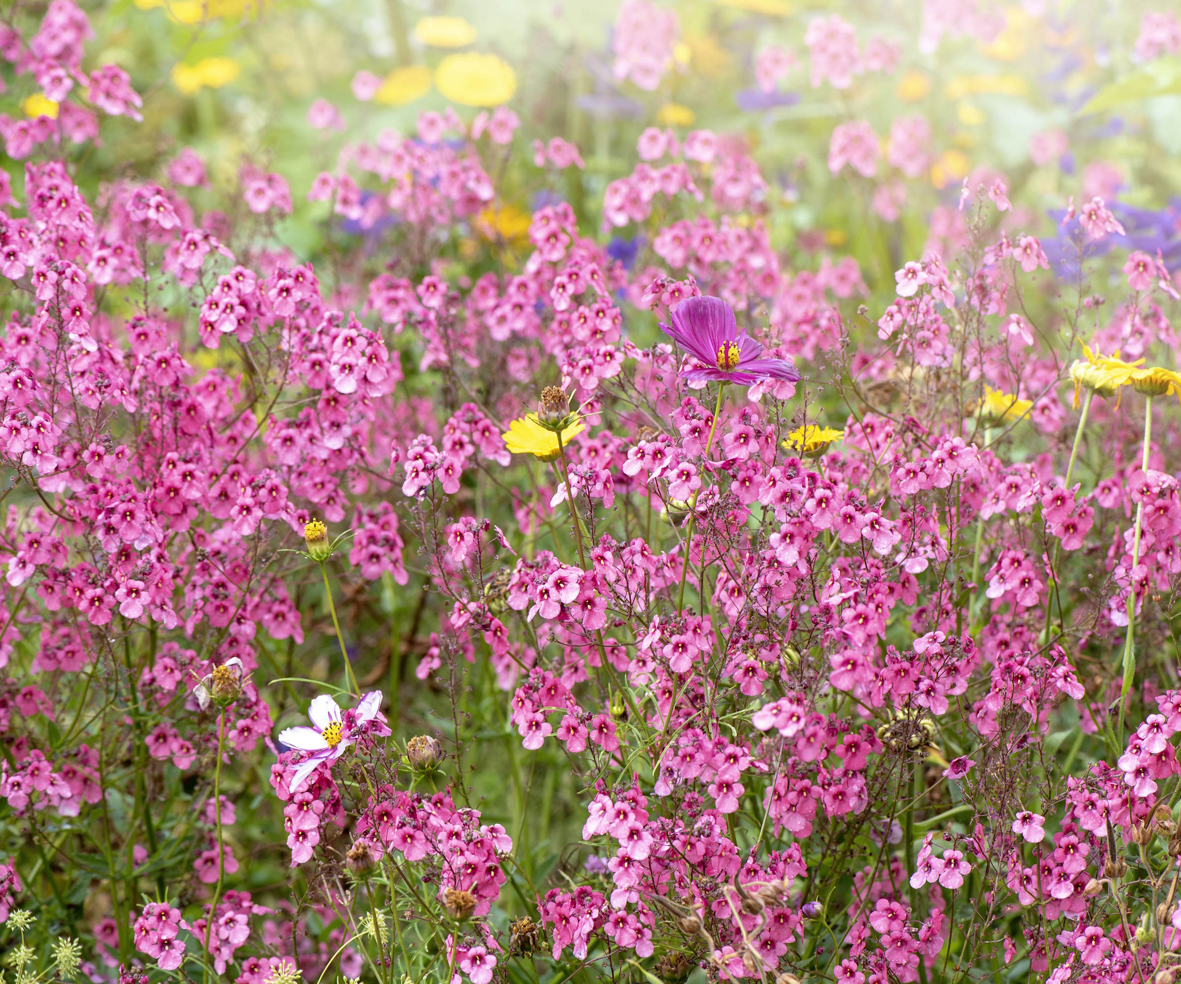 Pink diascia flowers