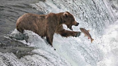 A bear swats at a fish