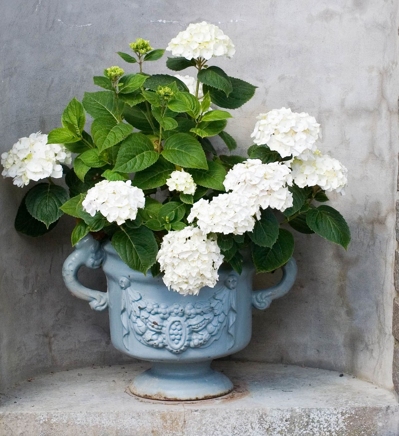 Potted hydrangea care how to grow indoors or outside Livingetc