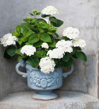 white hydrangeas in an antique stone pot with handles