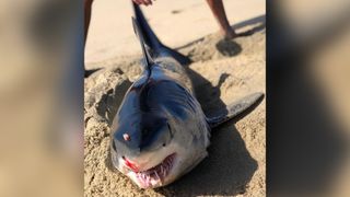 A juvenile shortfin mako shark with a stab wound washed onshore in Los Cabos, Mexico.