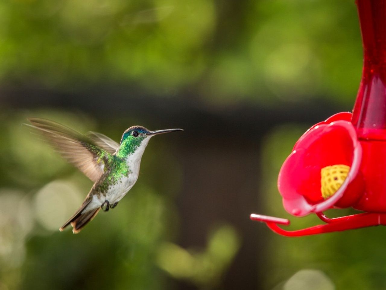 Hummingbird Near A Hummingbird Feeder