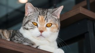 American Wirehair