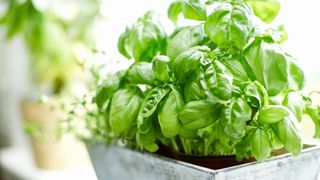 Basil plant