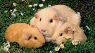 Mother guinea pig with two pups