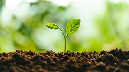 What does nitrogen do for plants