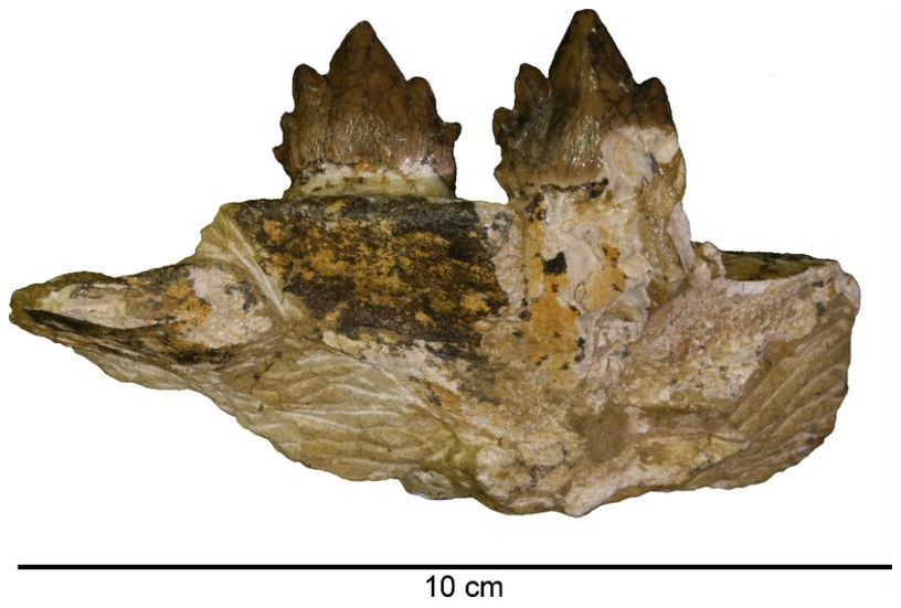 Teeth from one of the whale fossils. 