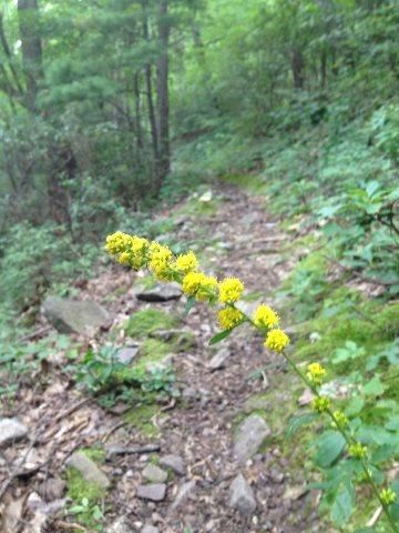 Some singletrack in the Shenandoah Mountain 100