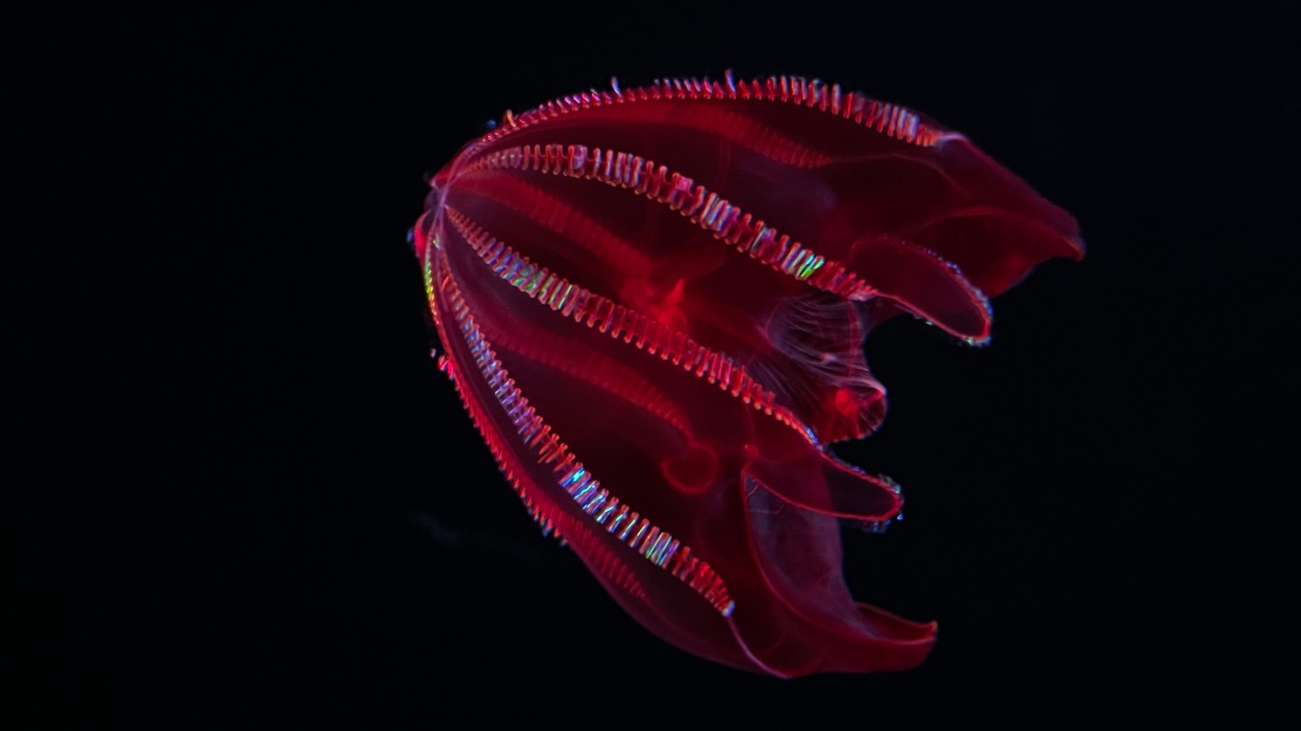 Bloody-belly comb jelly (Lampocteis). Takokat via Shutterstock