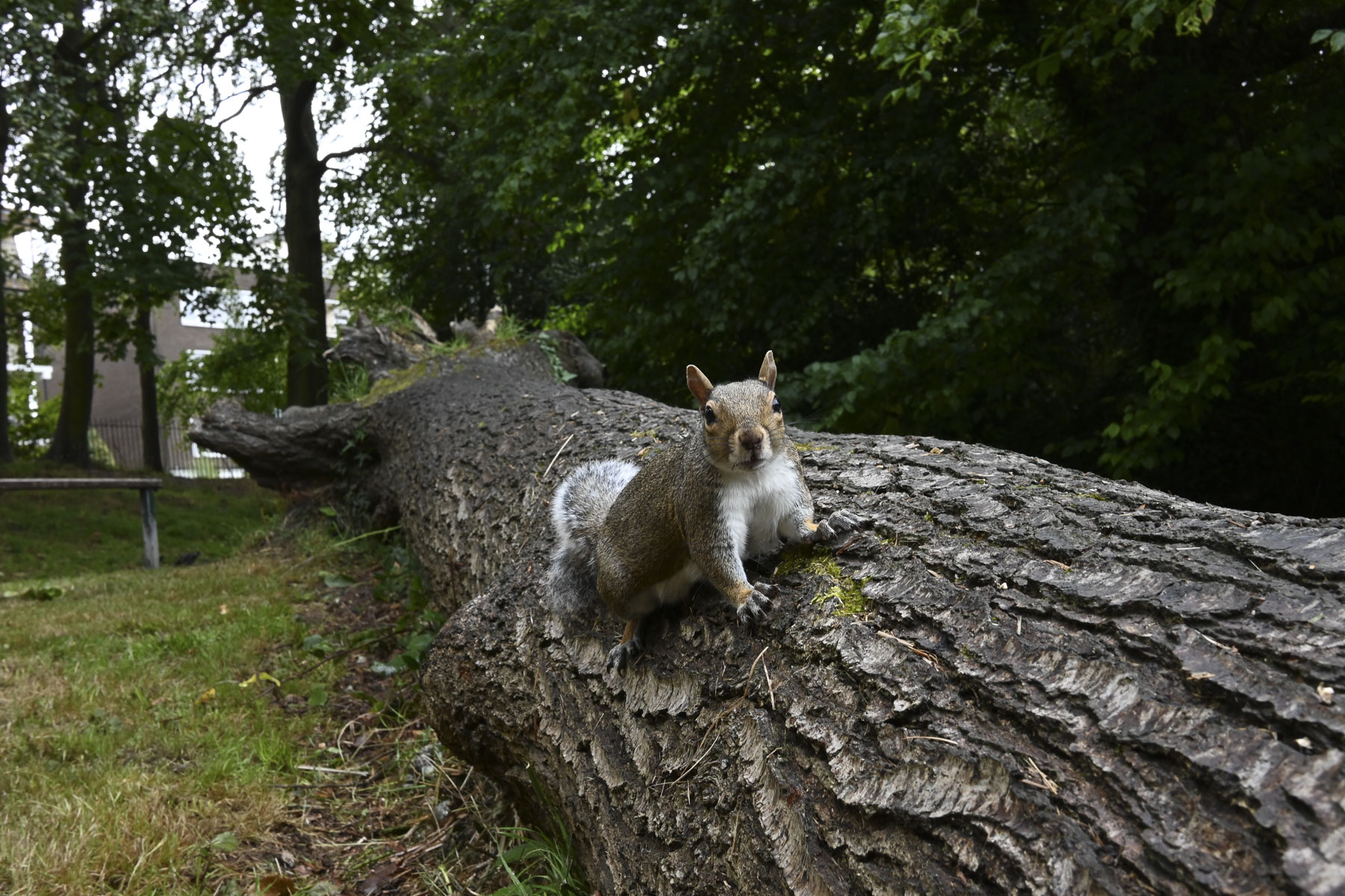 a squirrel sits on a fallen tree whilst looking in to the lens - shot with the Nikkor Z DX 24mm f/1.7 lens