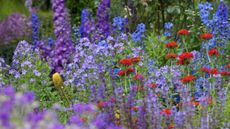 How to choose a garden colour scheme