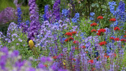 colourful flowers in a garden including red verbena and purple campanulas