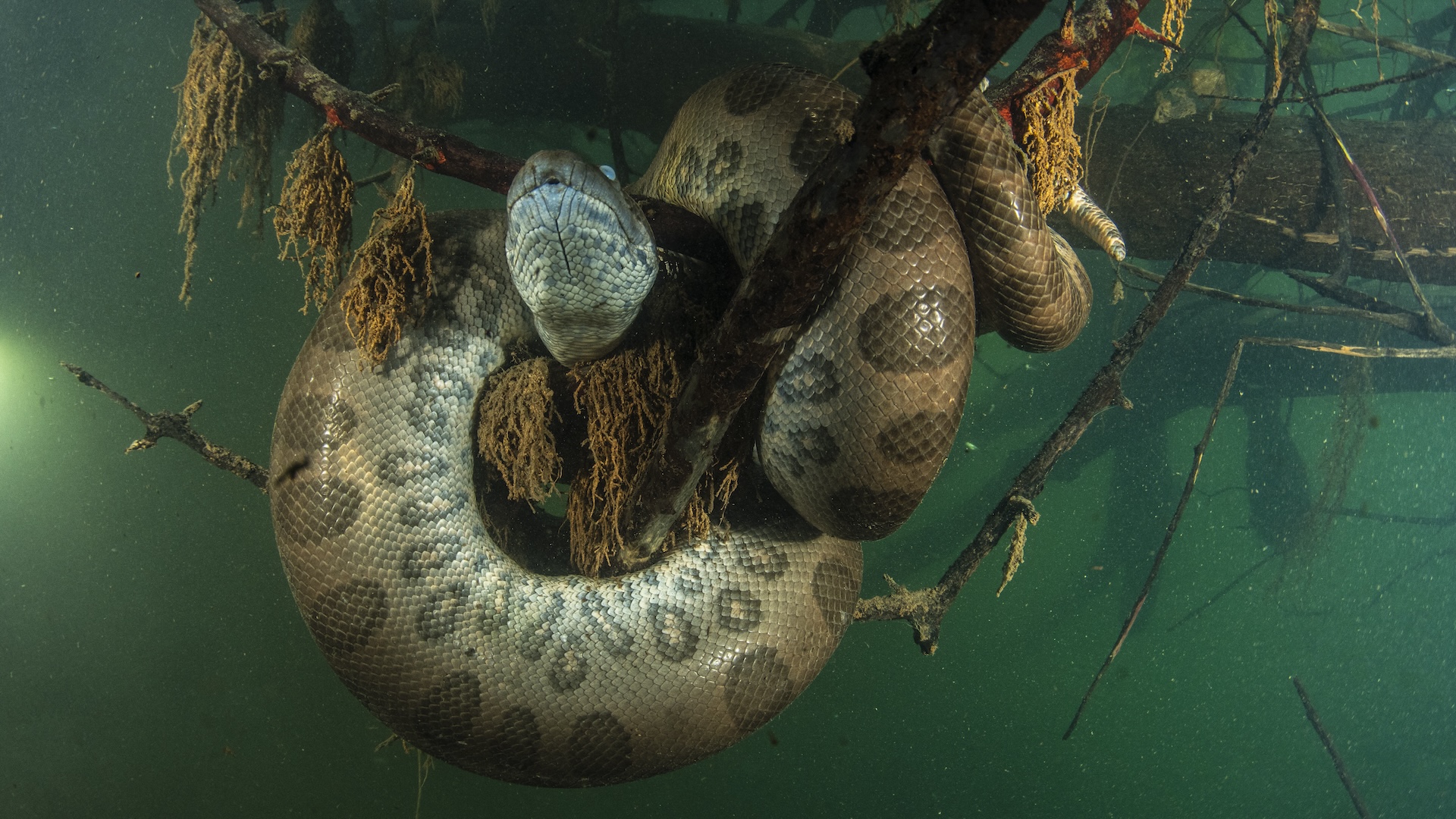 an anaconda curled around a tree branch underwater