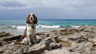 English Springer Spaniel in Mallorca, Spain