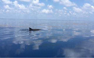 Mengqiu Wang was performing field work in the Gulf of Mexico last year when she saw dolphins seeming to enjoy their foray through the Sargassum.