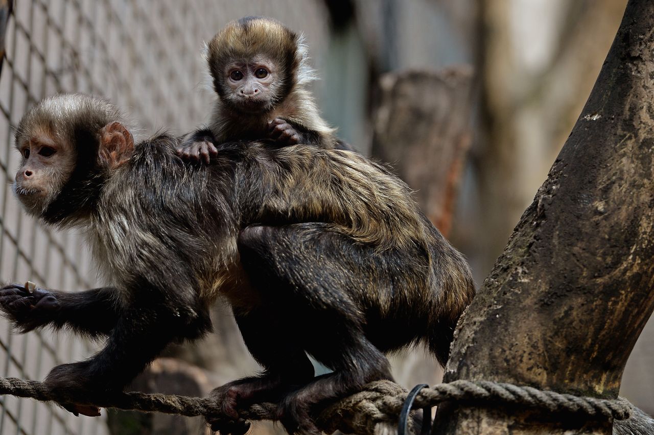 Capuchin monkeys.