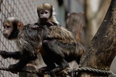 Capuchin monkeys.