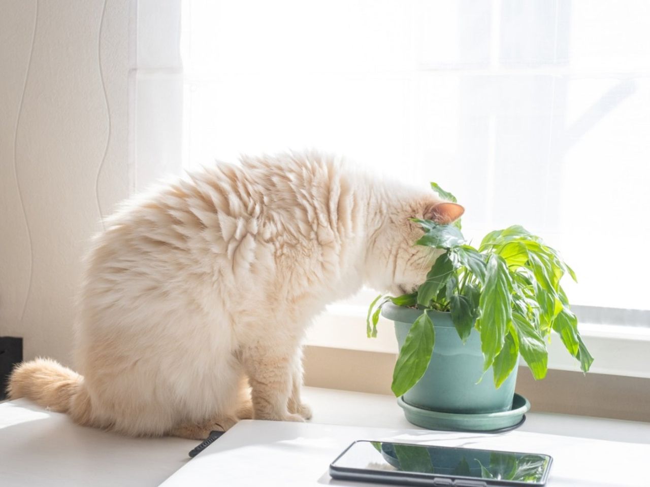 Cat&amp;#39;s Head In A Potted Houseplant