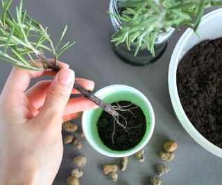 rooted rosemary cutting being potted on