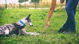 Whippet dog learning lie down command