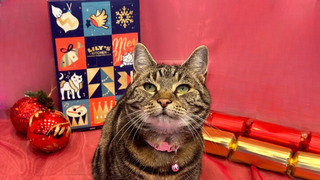 Megan's cat Nala sitting in front of one of the best advent calendars for cats, ballballs and christmas crackers