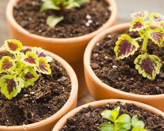 pots with coleus cuttings for propagation