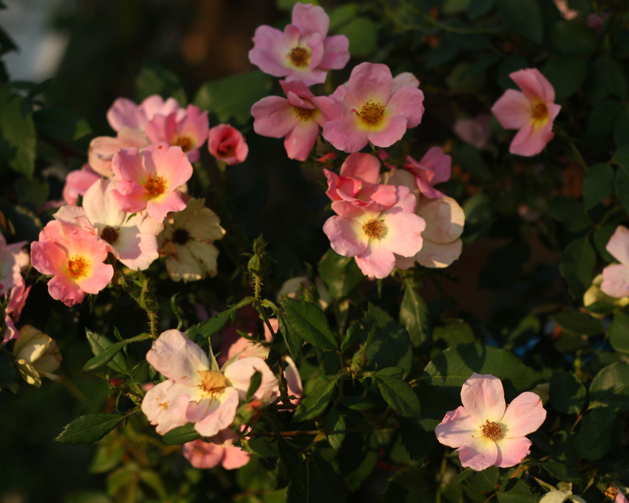 Rainbow Knock Out Rose