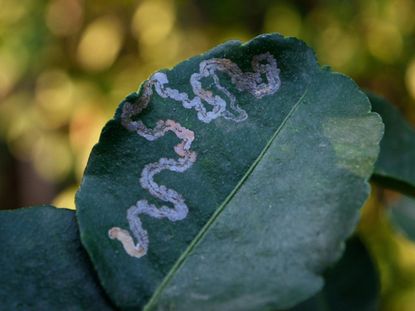 Mark On A Leaf From A Leaf Miner Insect