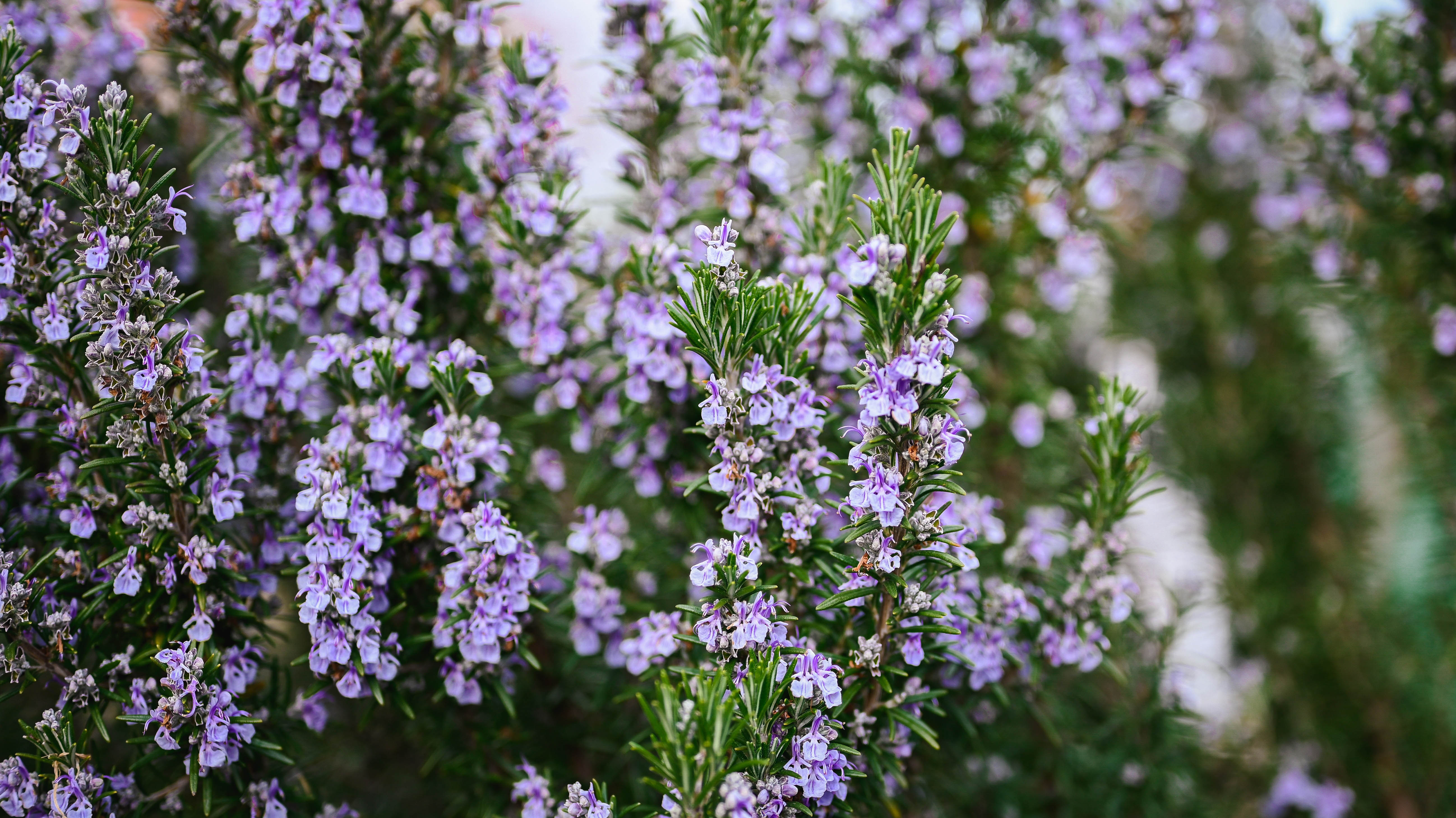 Rosemary which has blossomed