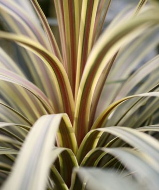 cabbage palm cordyline australis