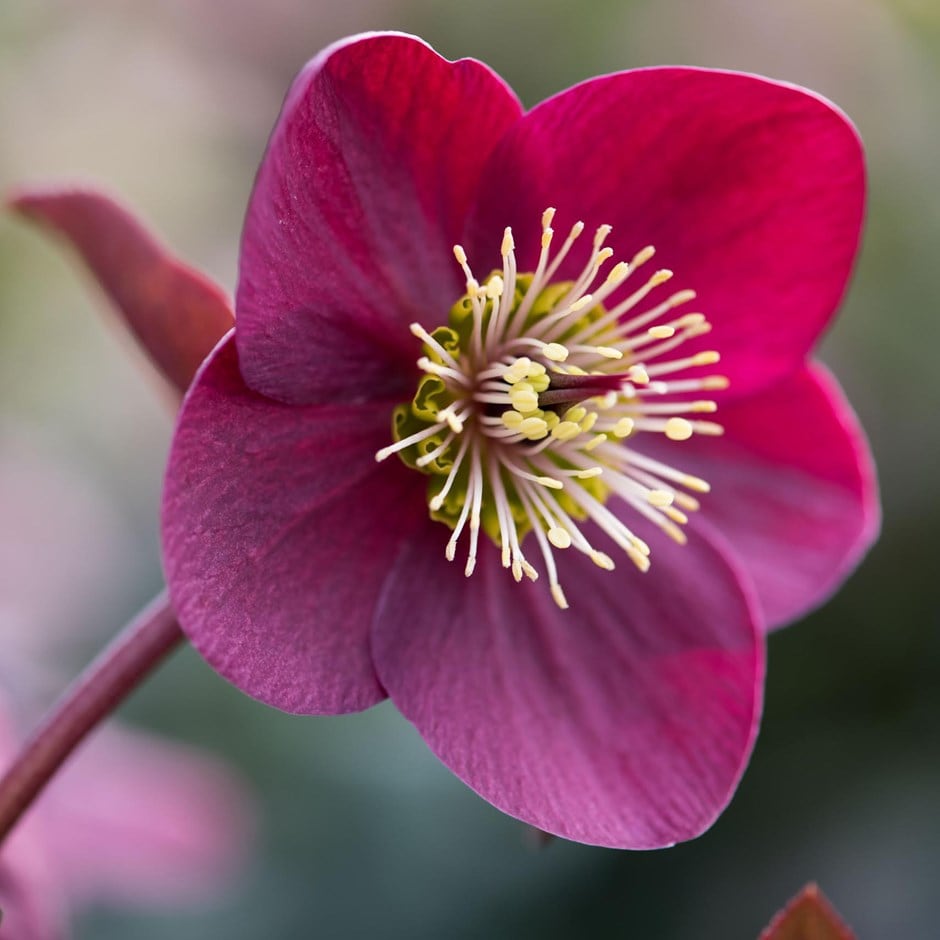 Helleborus (rodney Davey Marbled Group) Anna's Red ('abcrd02') (pbr)