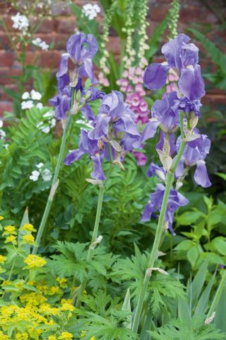 walled garden Denbigh iris pallida