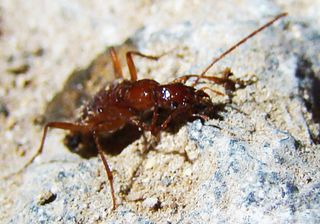 This newly discovered cave beetle is trogloxenic, spending its life inside and outside caves.