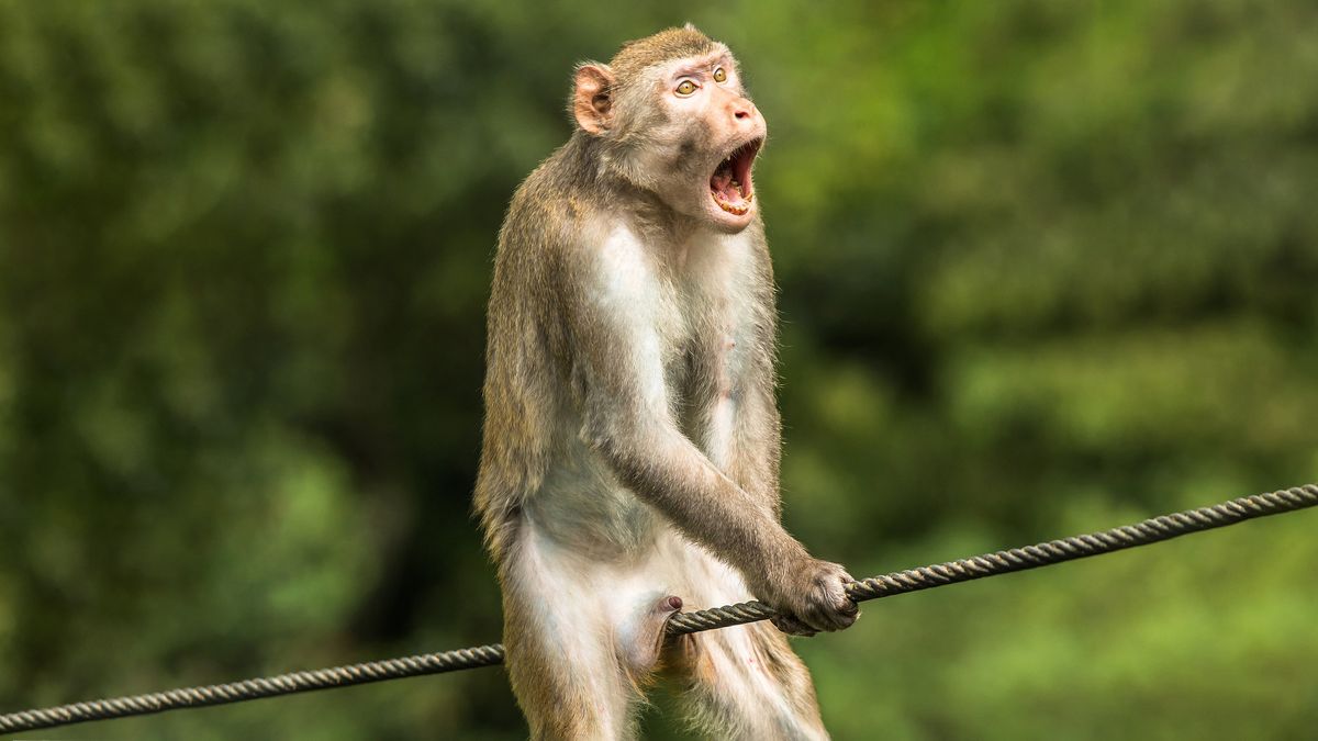 Monkey expression or meme are captured Stock Photo