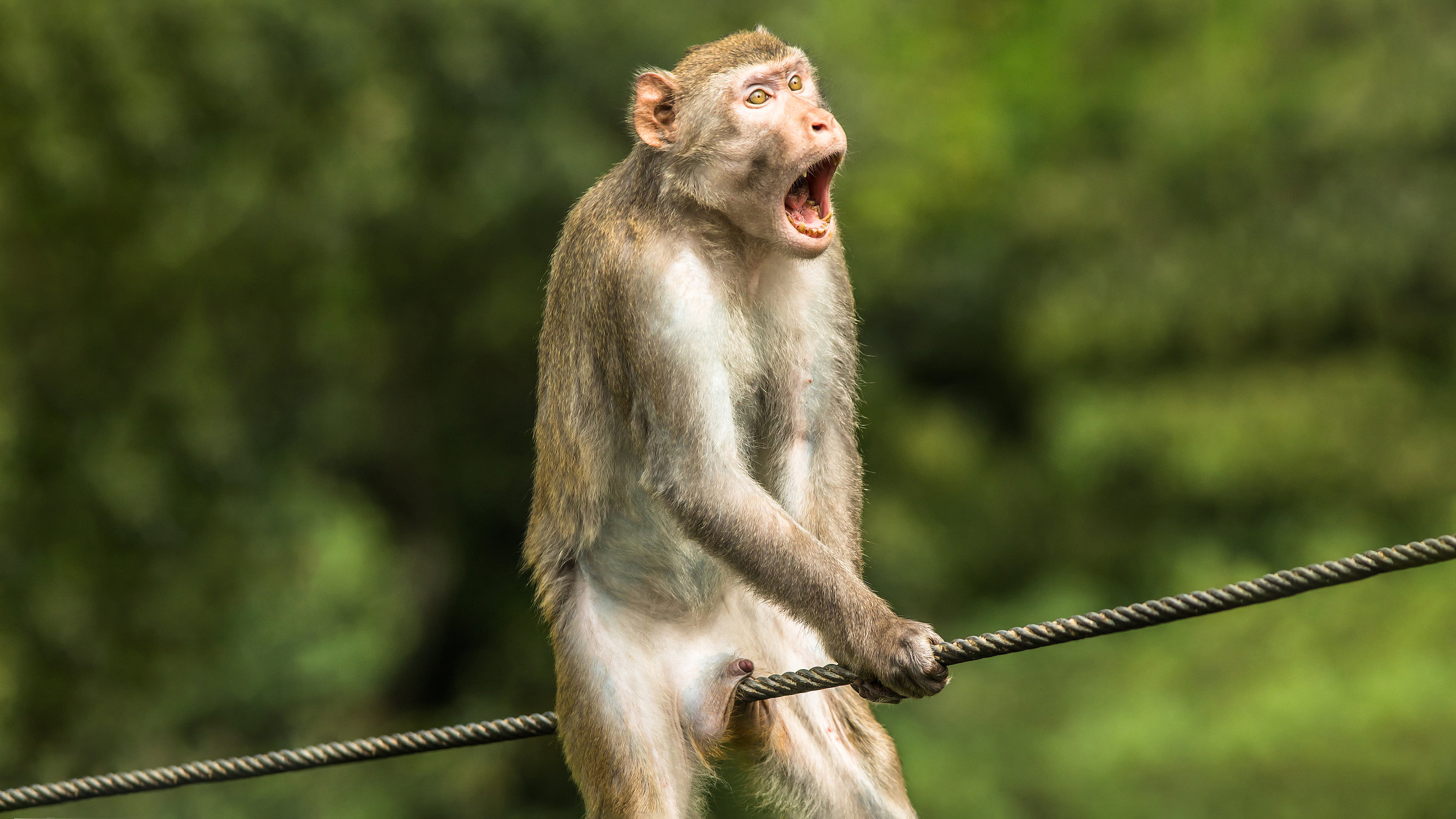 Animais mais inteligentes do mundo não são os macacos