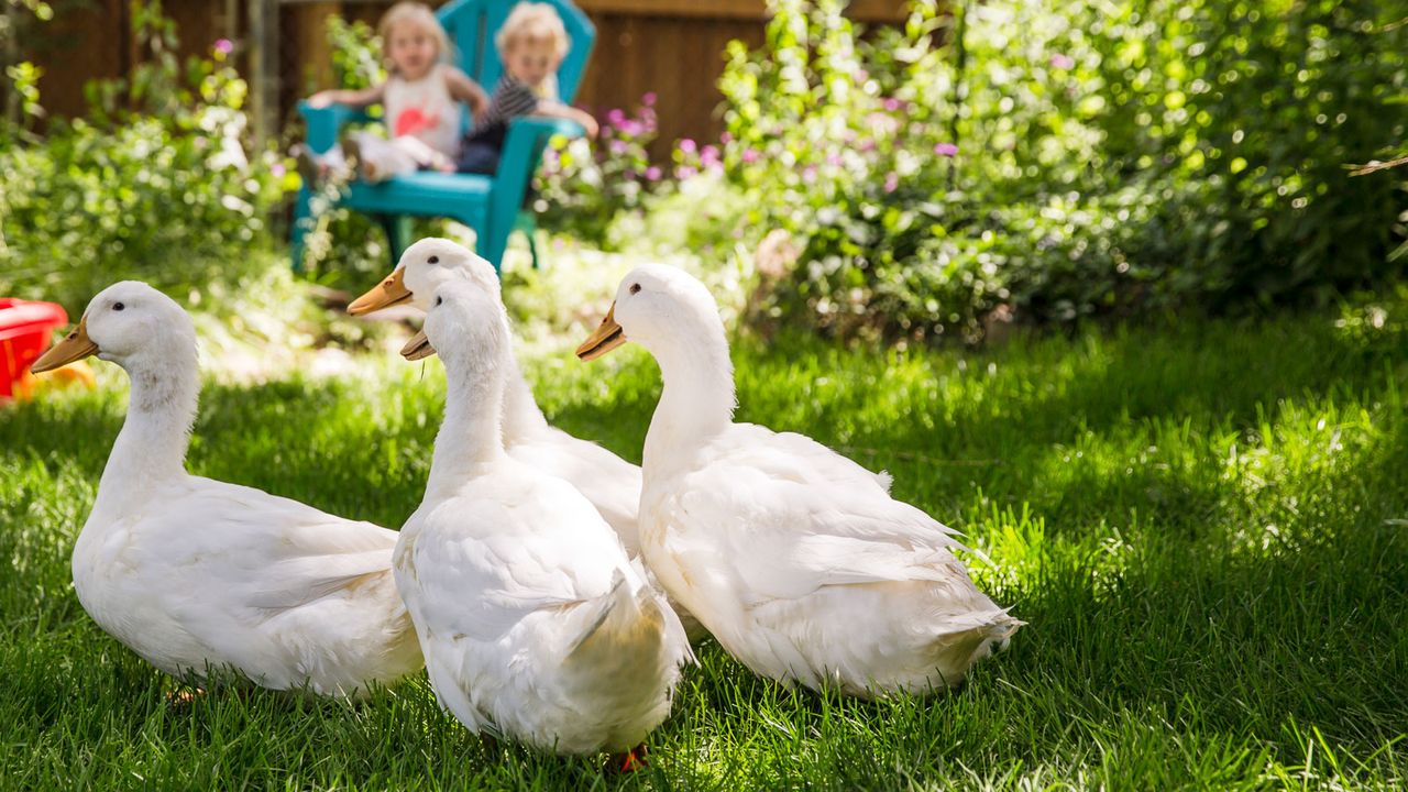 ducks for the garden wandering around on the lawn