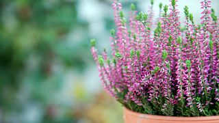 purple winter heather in a terracotta plant pot