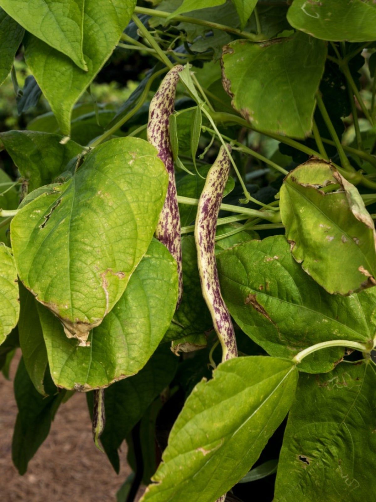 Yellow Leaves On Bean Plants Why Are Leaves On My Beans Turning Yellow   DkyhaLdsjwV8F8fDstobrm 1200 80 