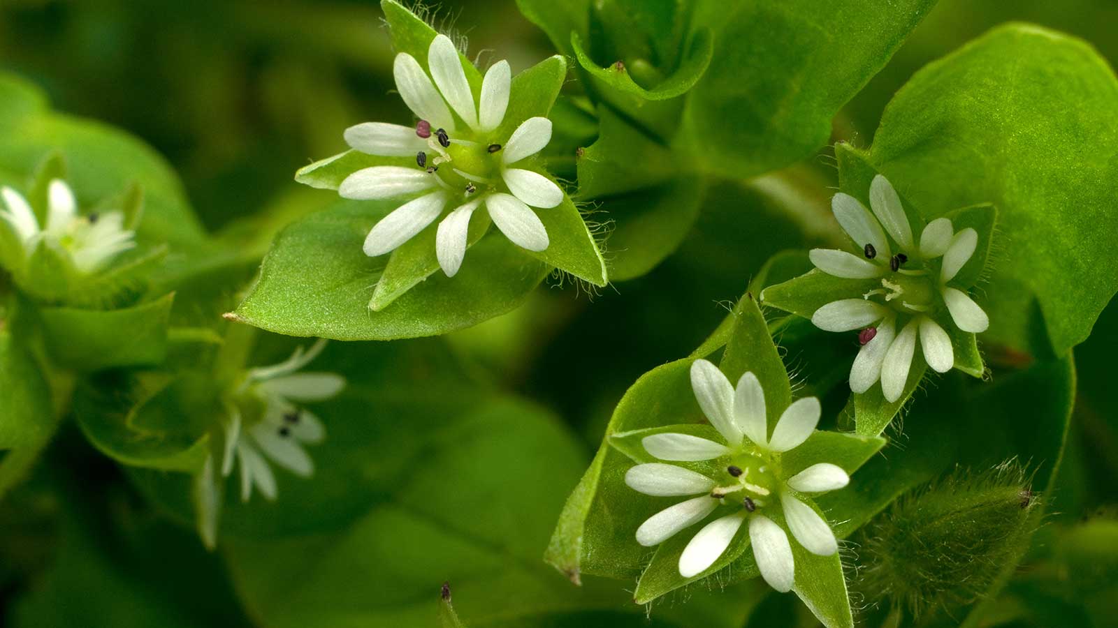 common chickweed in flower