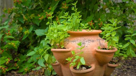 Why is my mint turning brown