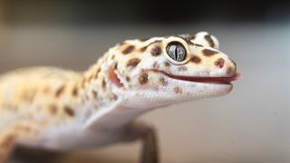 Leopard gecko