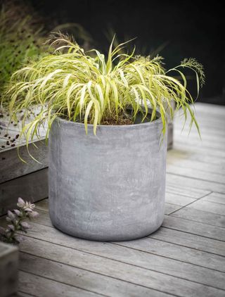 Brockwell planter from Garden Trading with Japanese Forest Grass