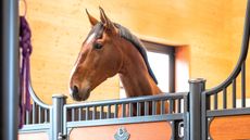 2DB2K9F Goldendoodle and a ba domestic horse, two friends in a stable. Germany