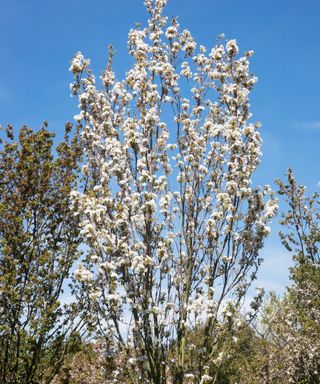 Flagpole cherry Prunus 'Amanogawa'