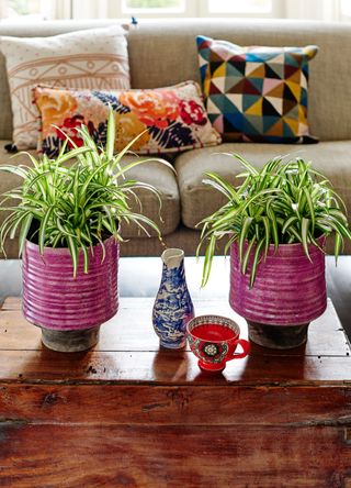 two spider plants on a wooden coffee table