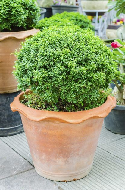 Evergreen Plant In Large Container