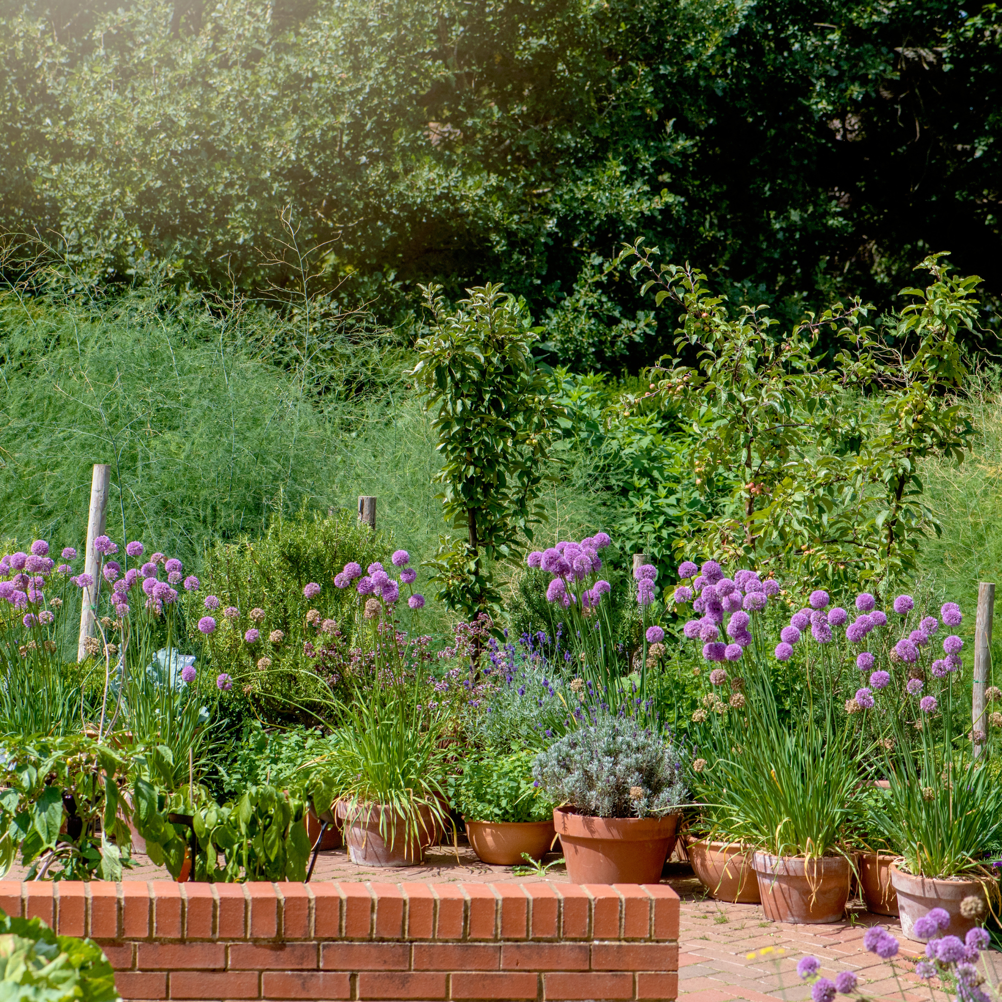 Alliums in terracotta pots.