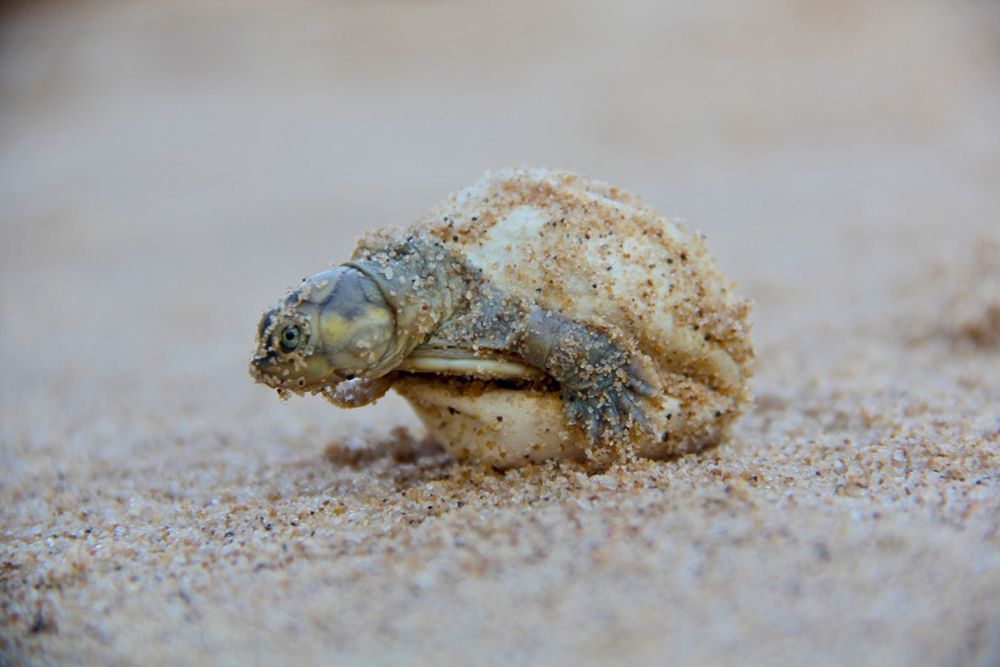 South American river turtle hatchling, conservation